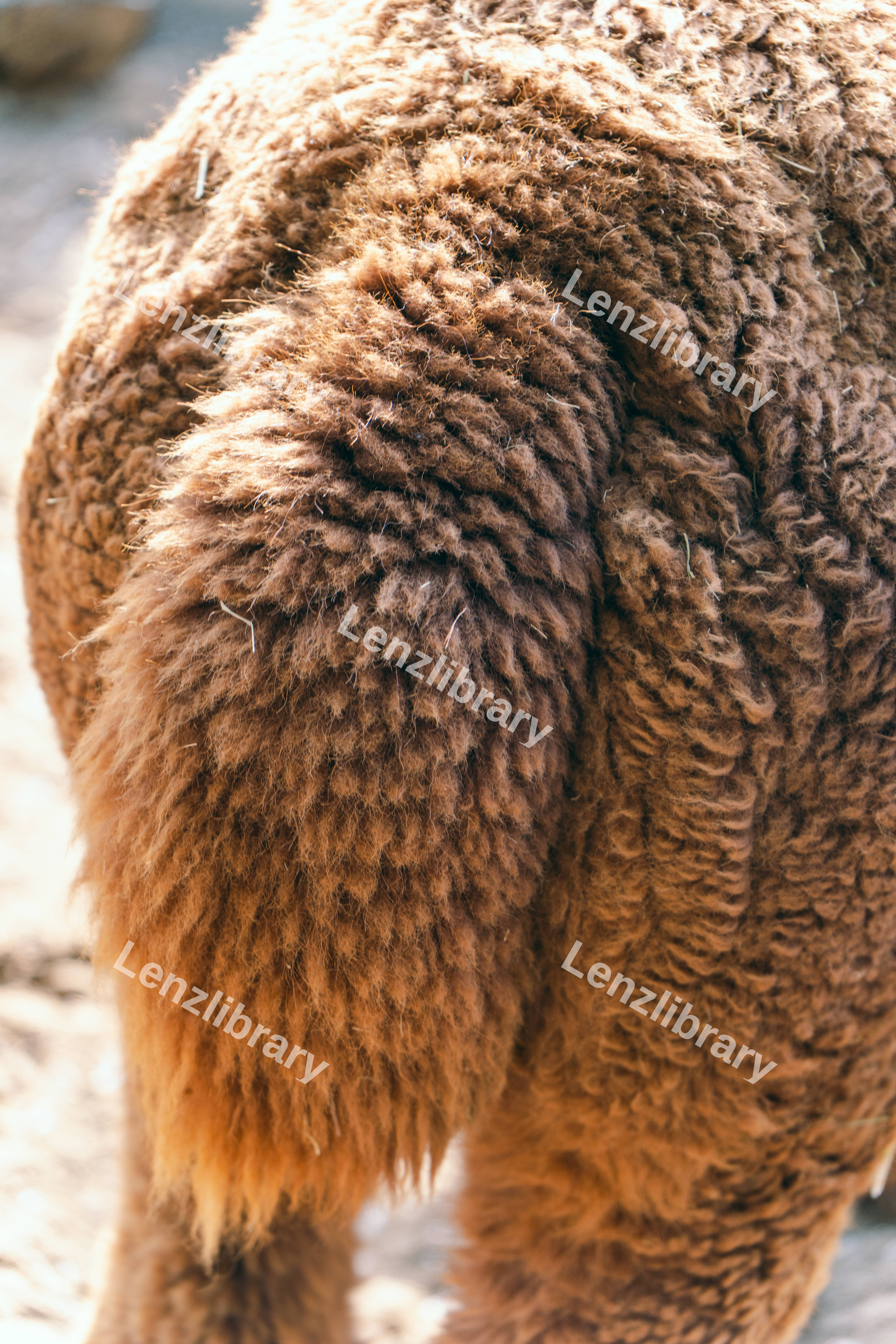 Alpaca Tail